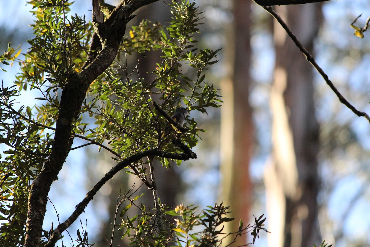 Crescent Honeyeater - ML643070767