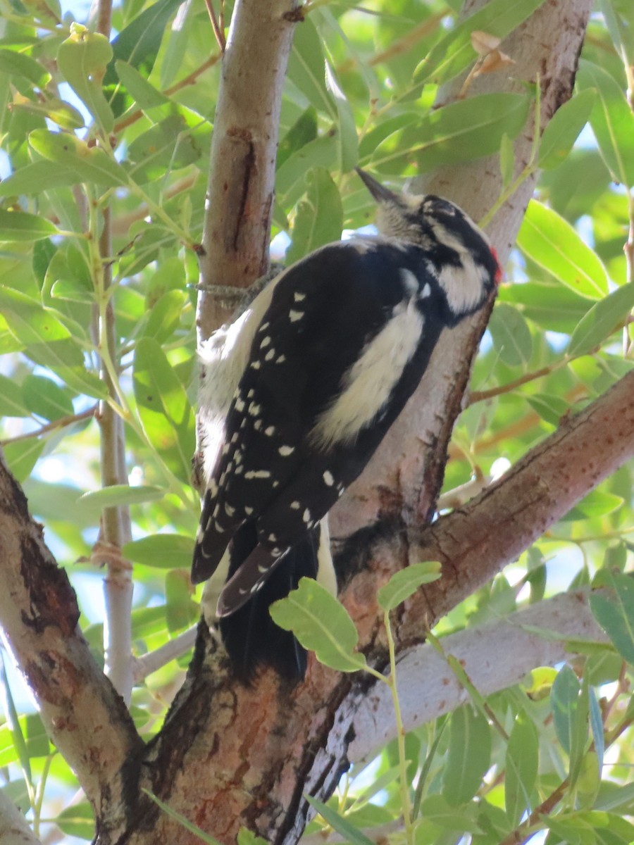 Downy Woodpecker - ML643070776