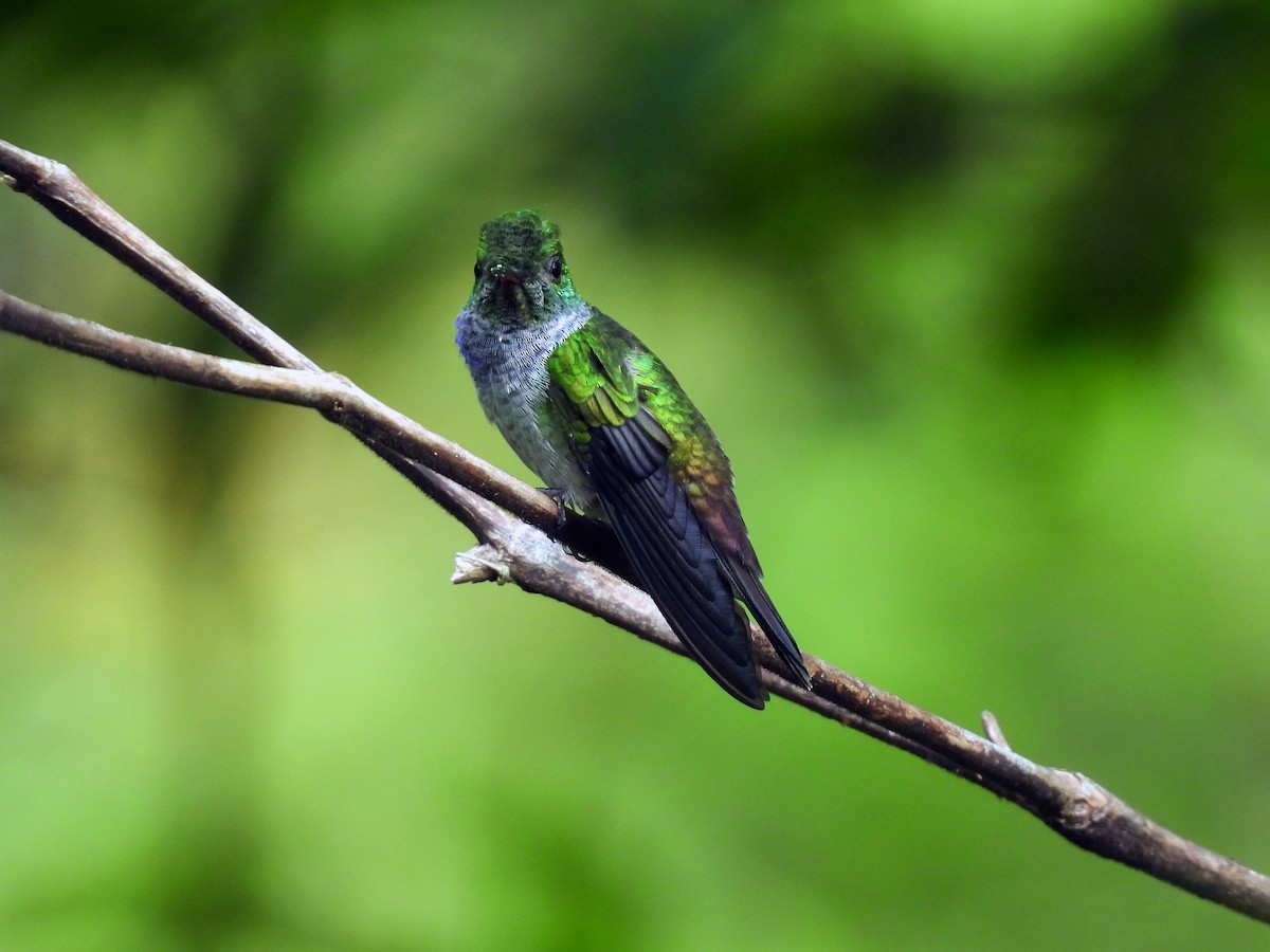 Blue-chested Hummingbird - ML643070793