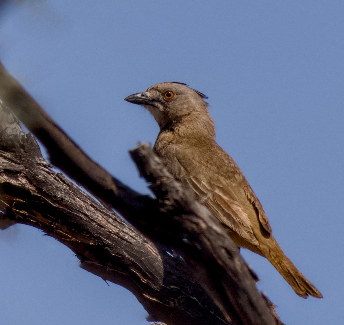 Crested Bellbird - ML643070801
