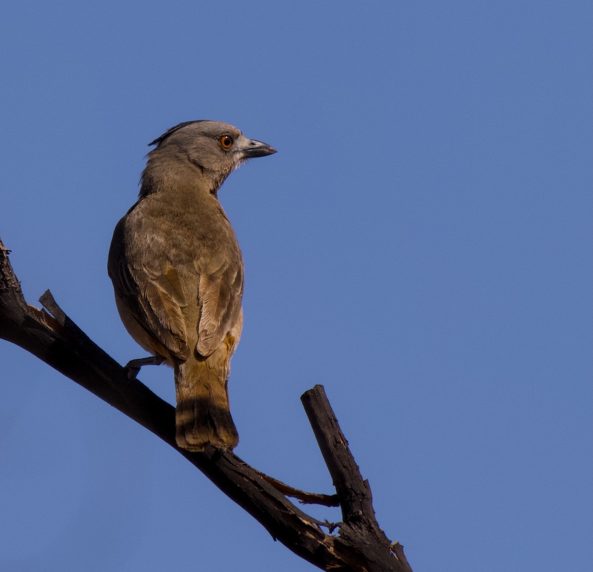 Crested Bellbird - ML643070803