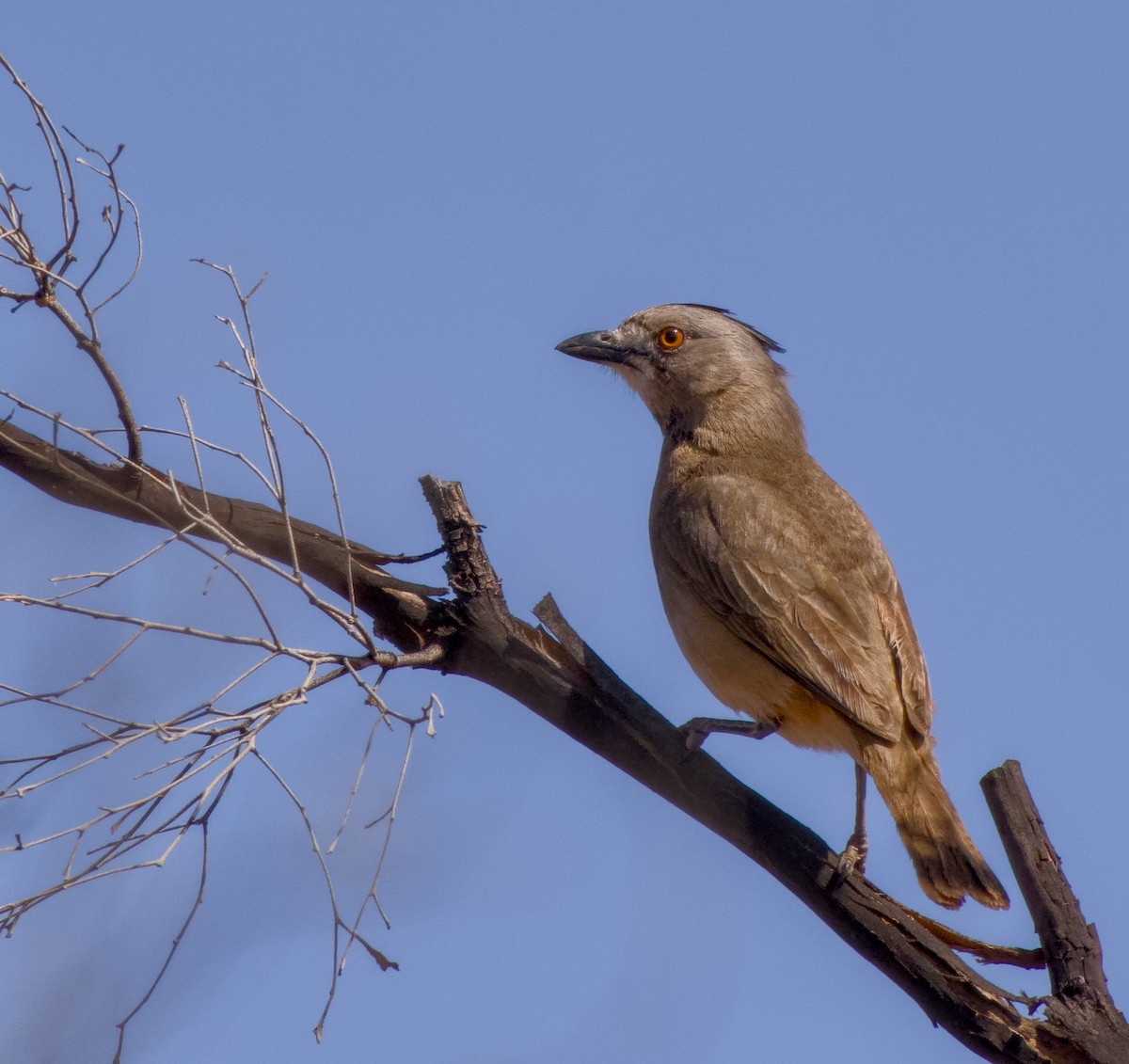 Crested Bellbird - ML643070804