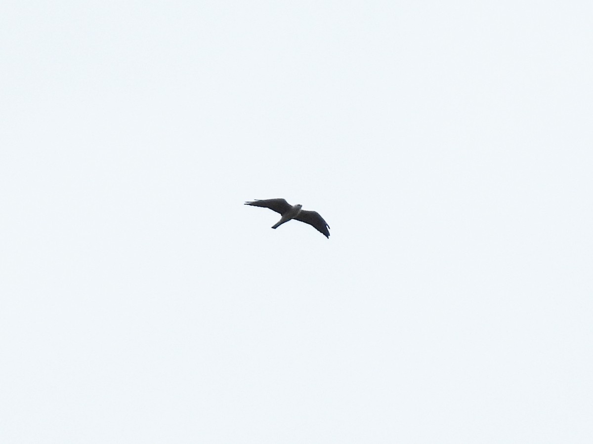 Mississippi Kite - ML643070808