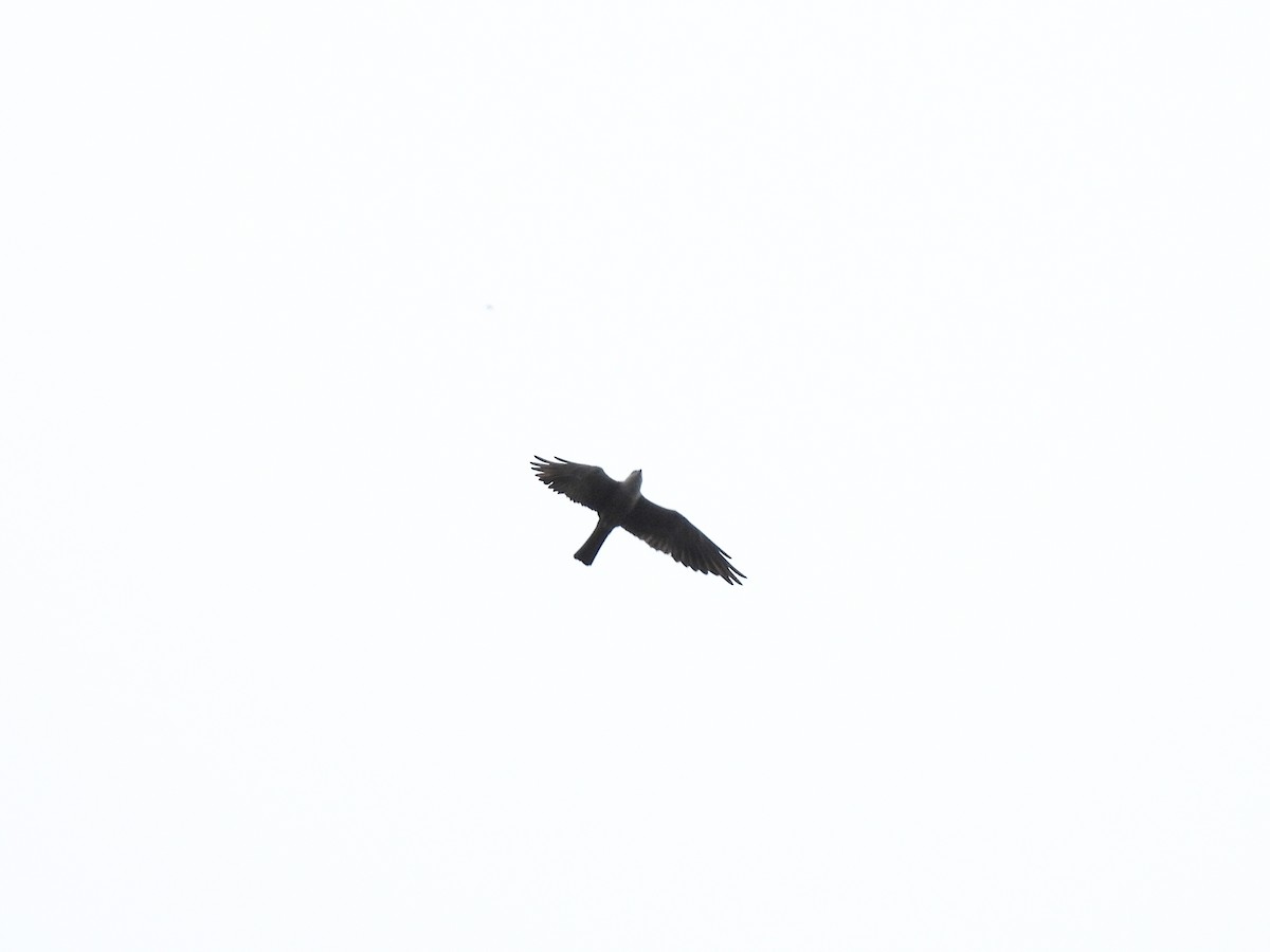 Mississippi Kite - ML643070809