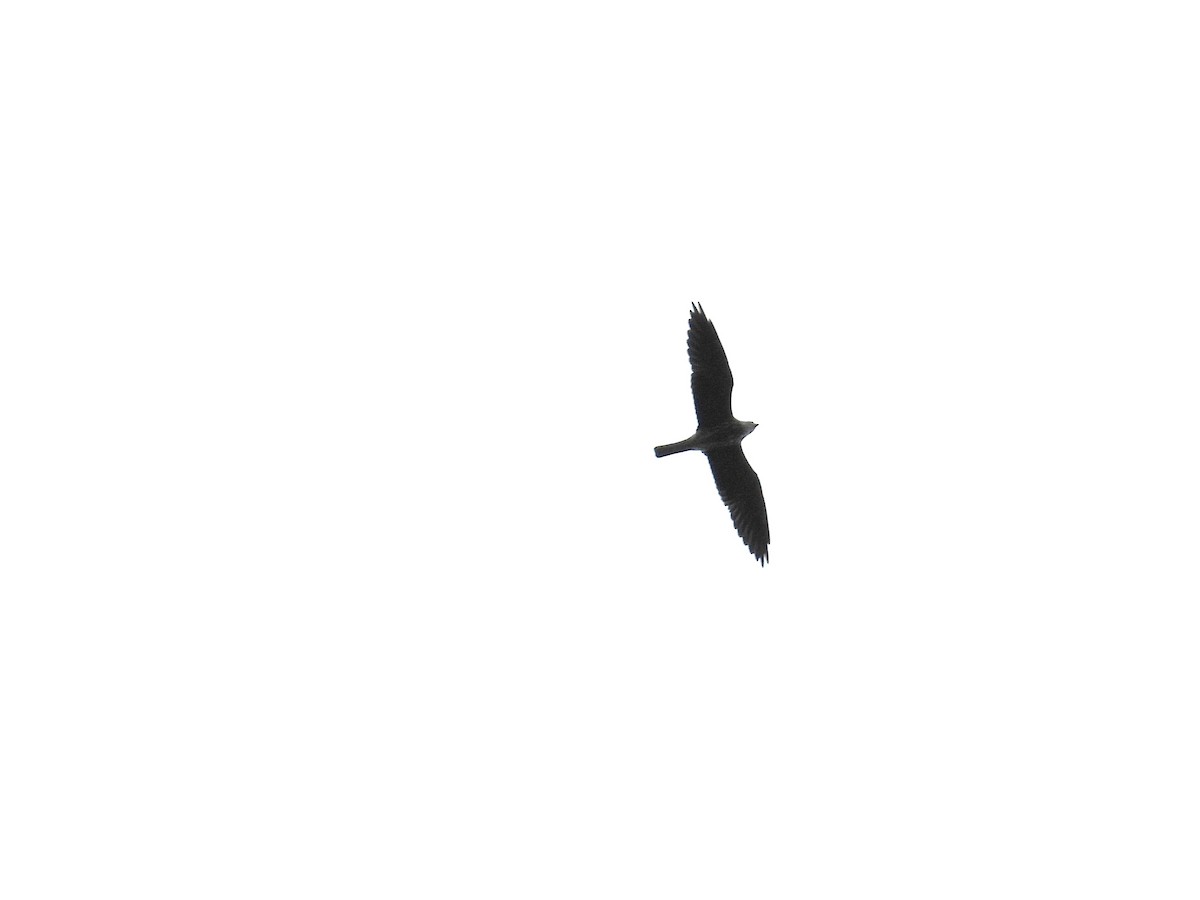 Mississippi Kite - ML643070810