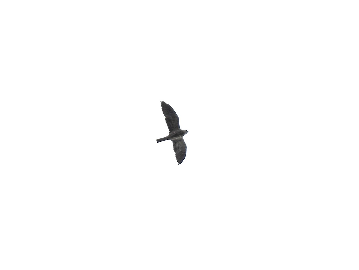 Mississippi Kite - ML643070811