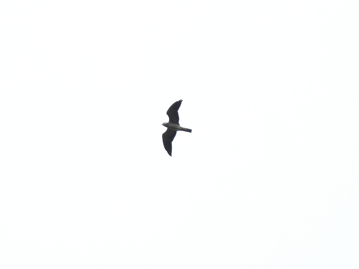 Mississippi Kite - ML643070812