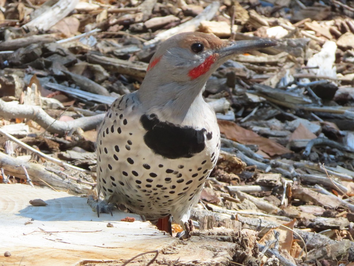 Northern Flicker (Yellow-shafted x Red-shafted) - ML643070813