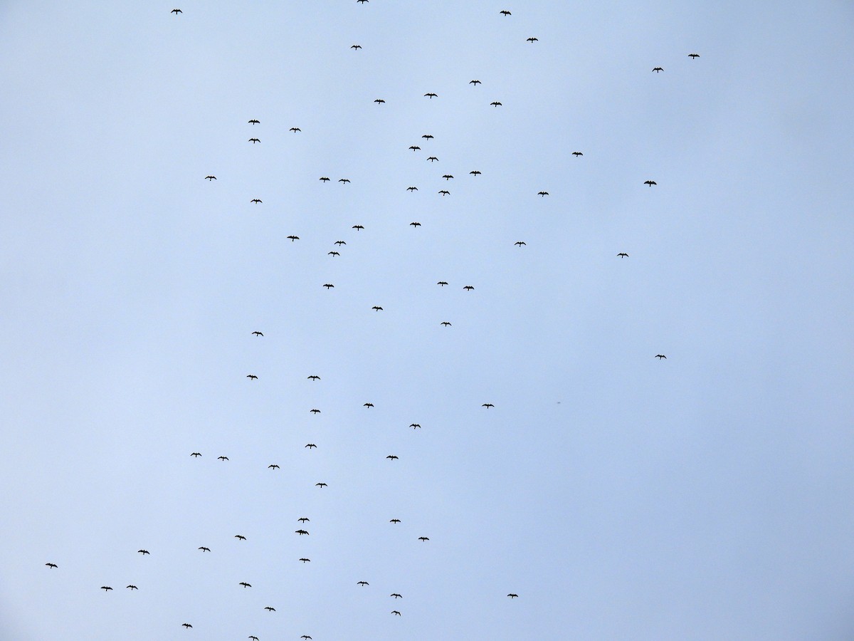 Mississippi Kite - ML643070814