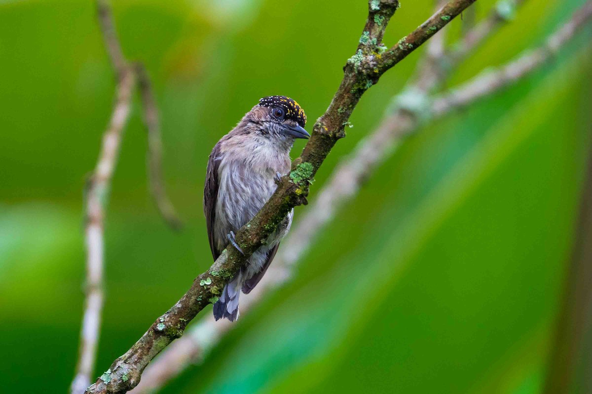 Grayish Piculet - ML643070818
