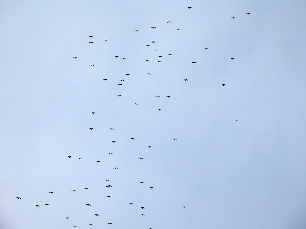 Mississippi Kite - ML643070819
