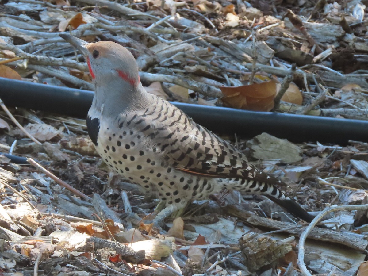 Northern Flicker (Yellow-shafted x Red-shafted) - ML643070859