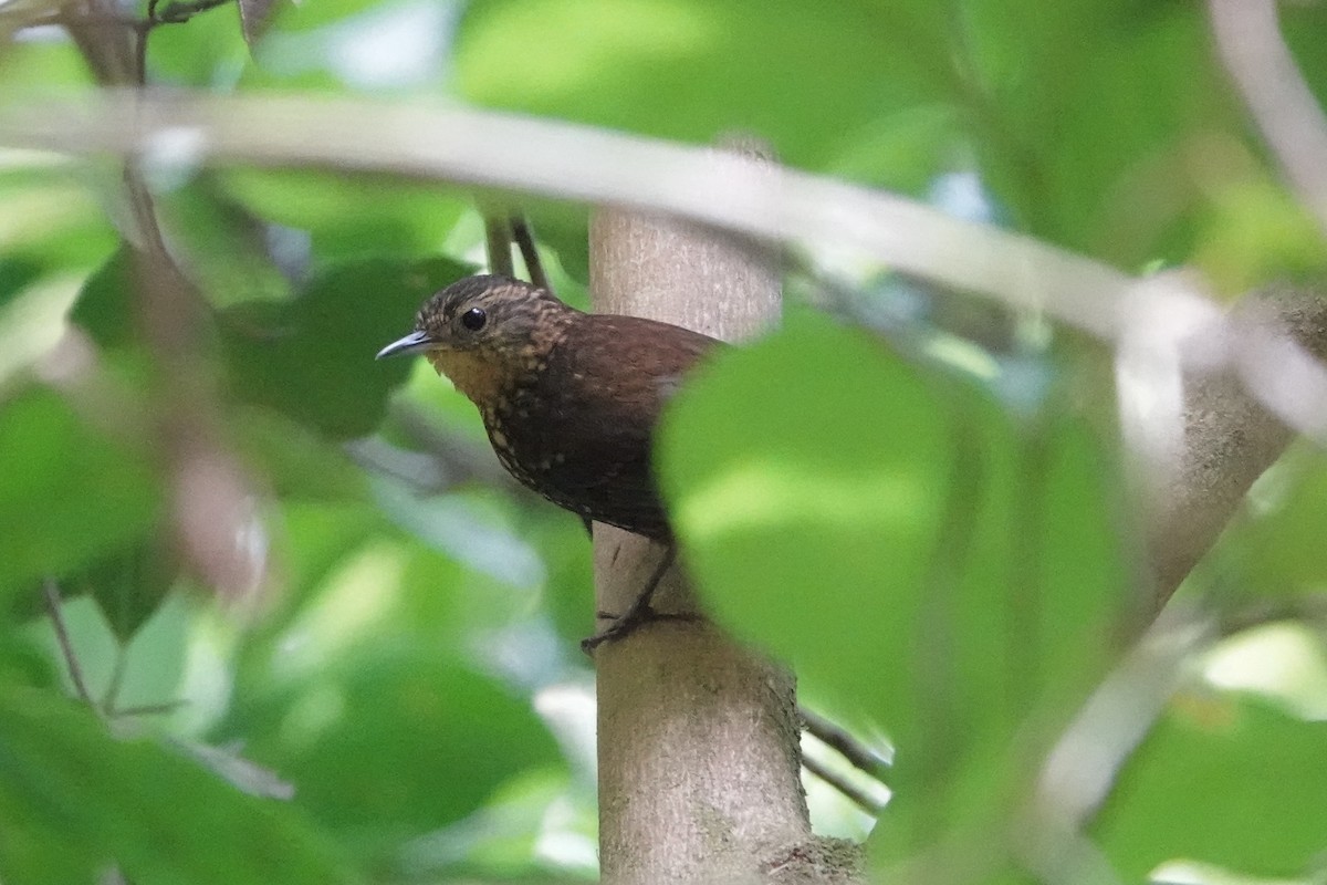 Spotted Barbtail - ML643070861