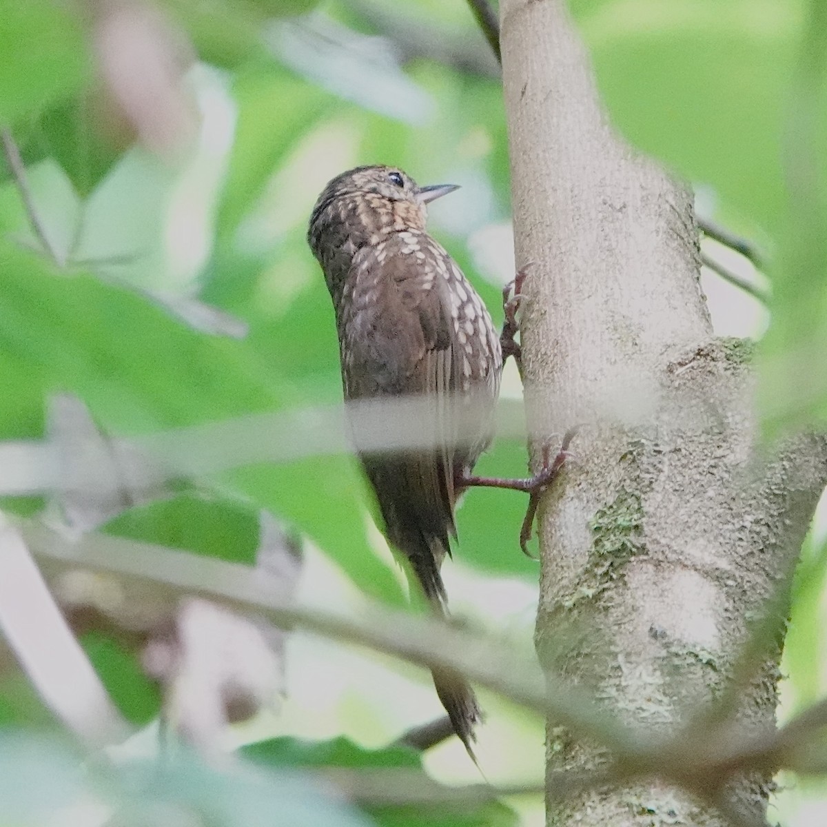 Spotted Barbtail - ML643070862