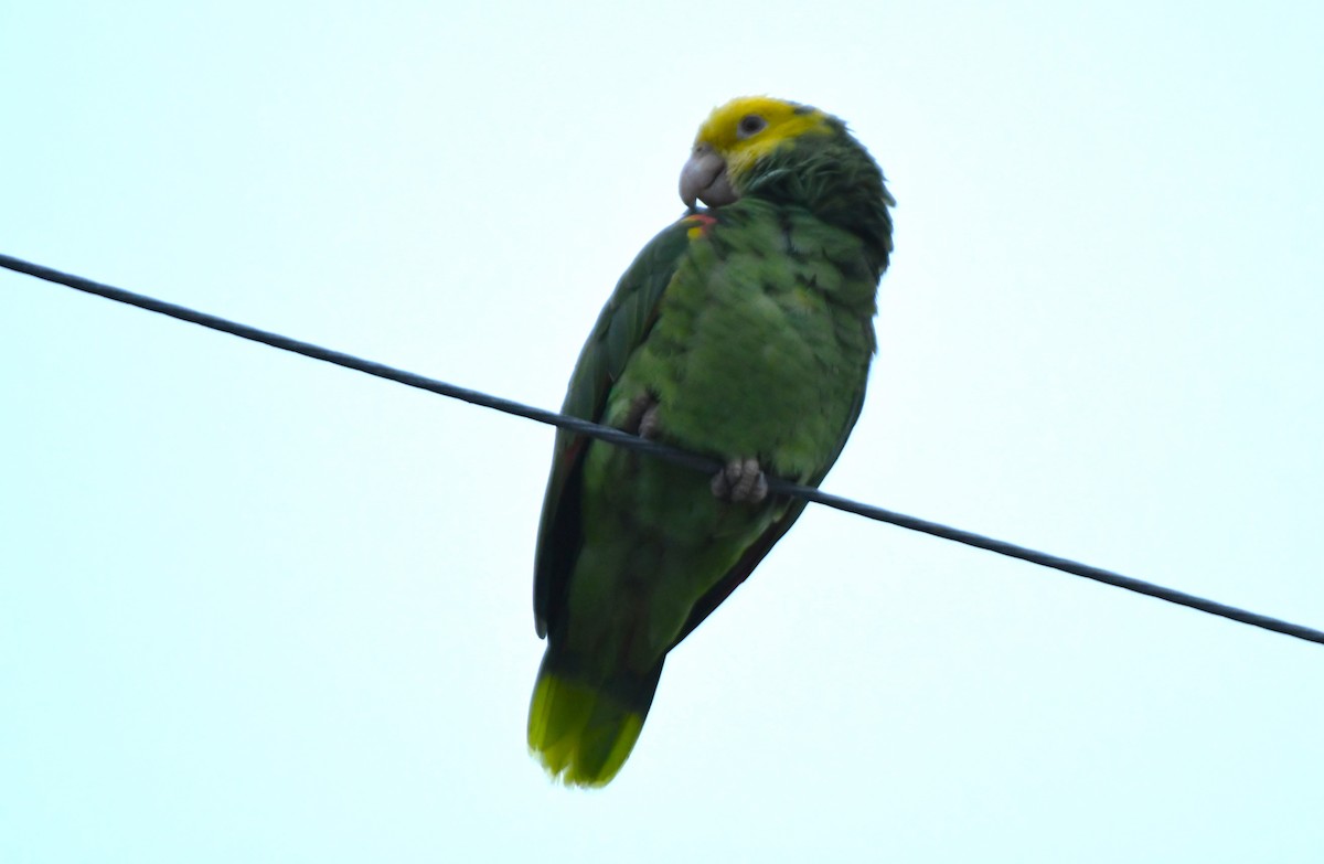 Yellow-headed Amazon - ML643070863