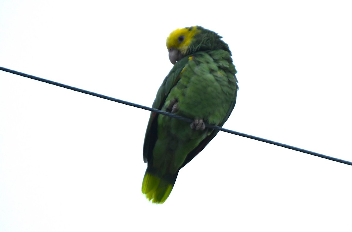 Yellow-headed Amazon - ML643070872