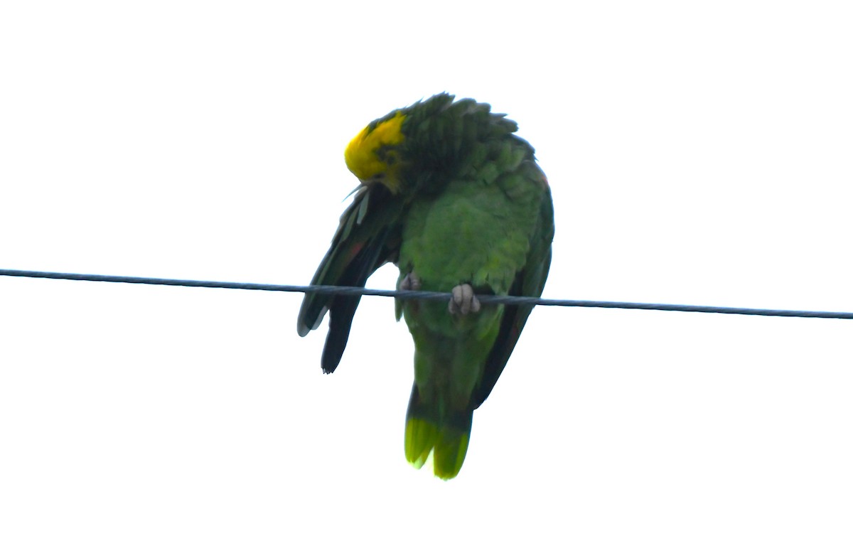 Yellow-headed Amazon - ML643070881
