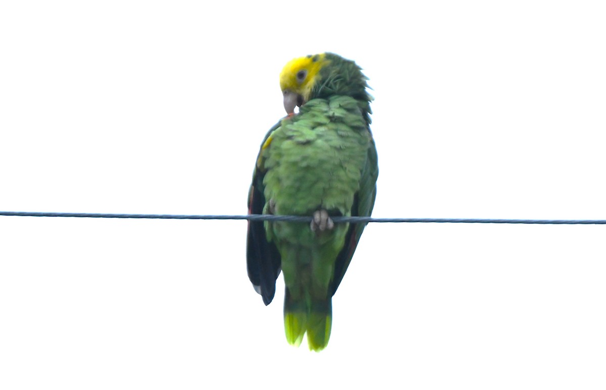 Yellow-headed Amazon - ML643070884