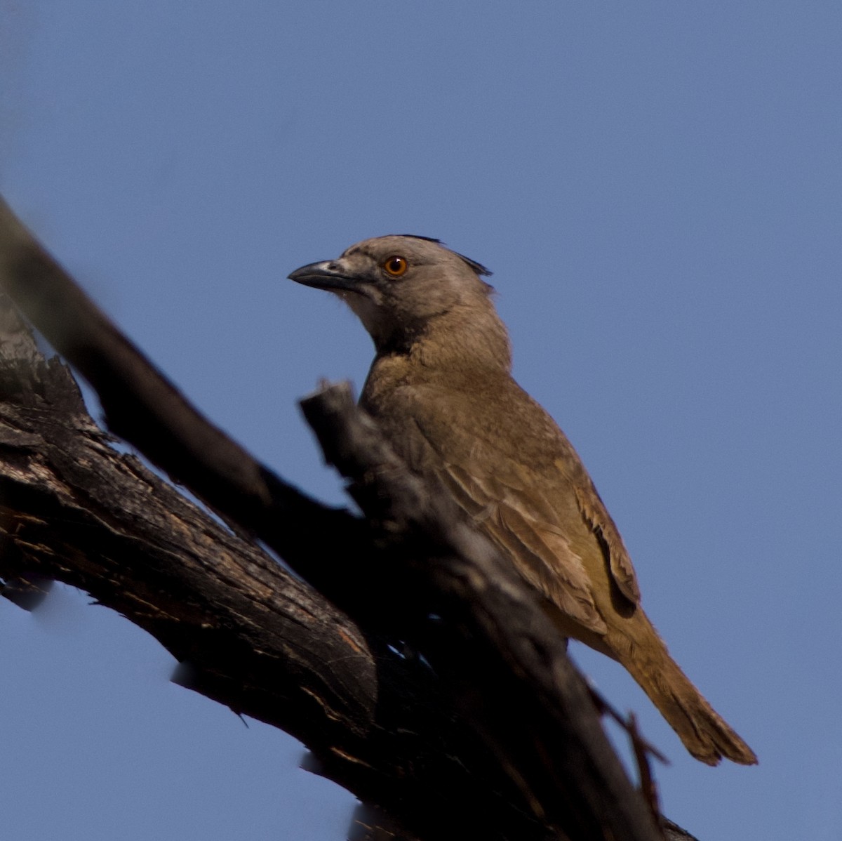 Crested Bellbird - ML643070891