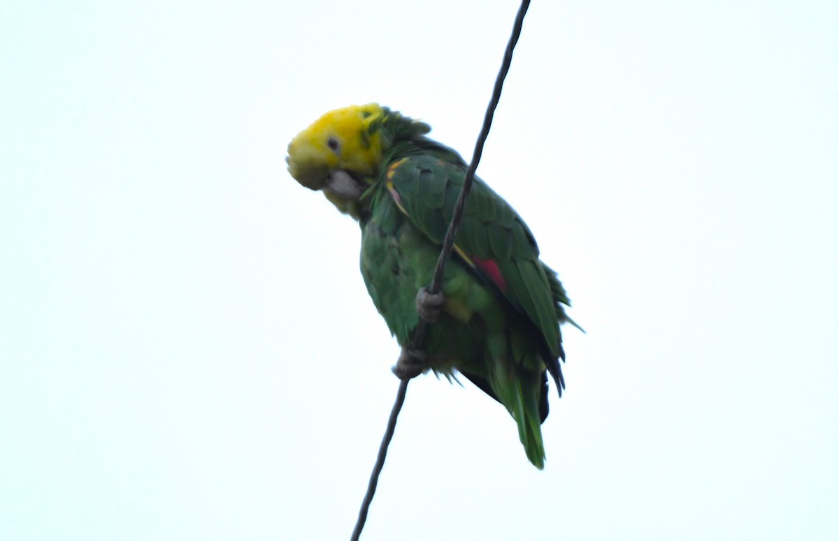 Yellow-headed Amazon - ML643070892