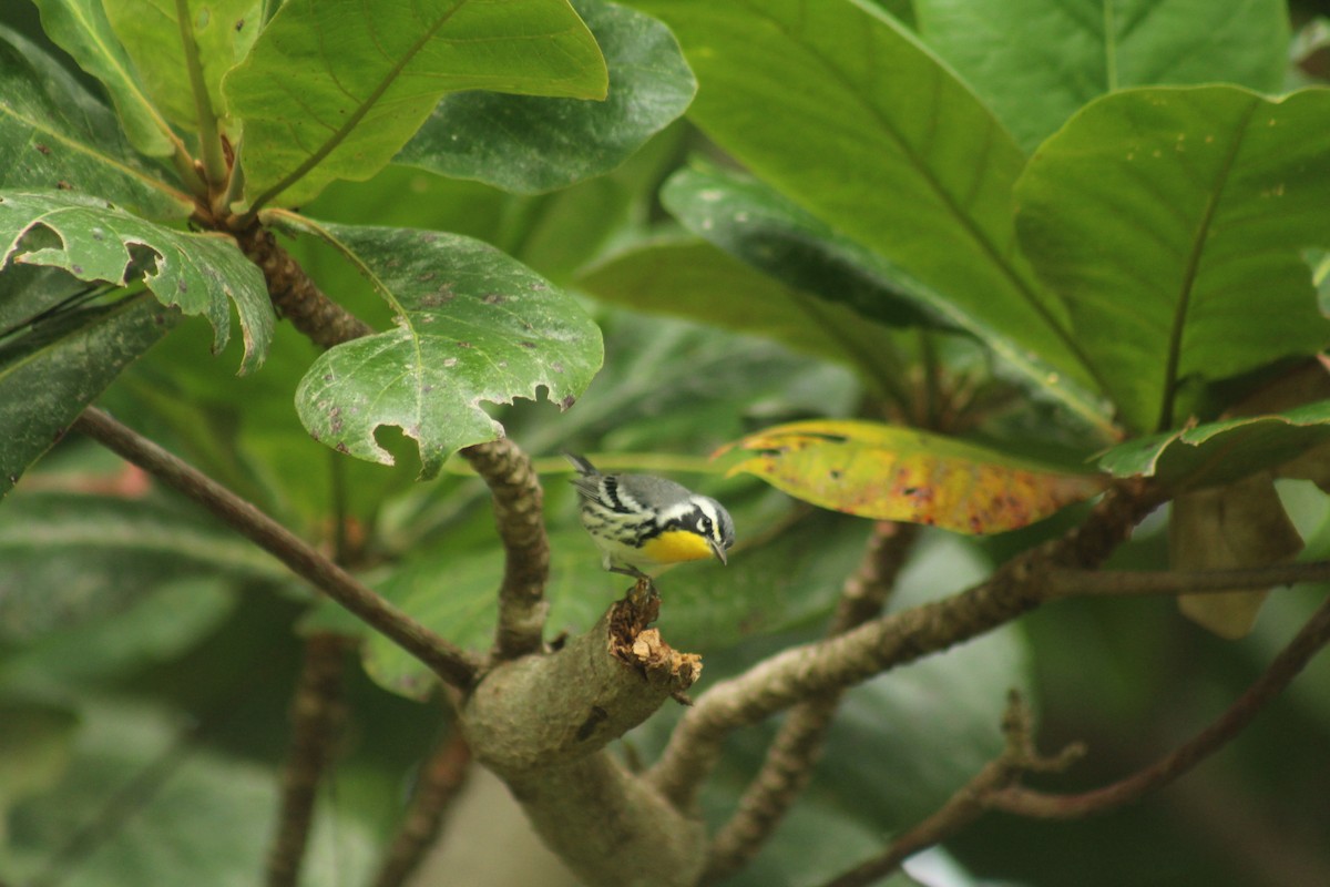 Yellow-throated Warbler - ML643070893