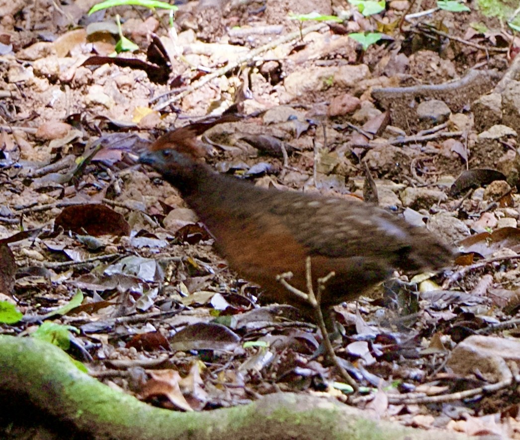 Black-eared Wood-Quail - ML643070900