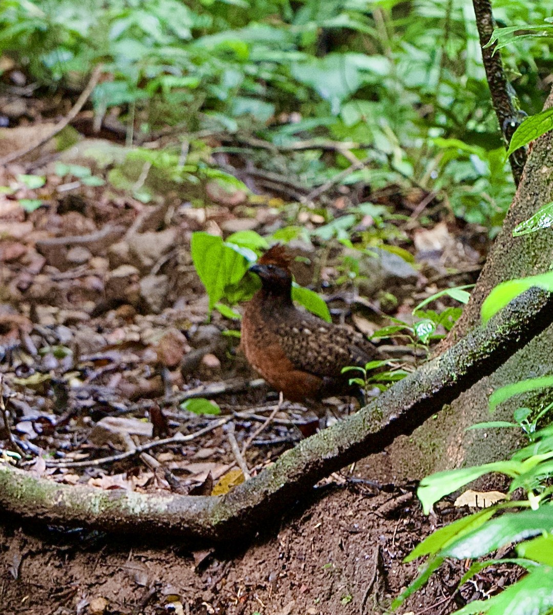 Black-eared Wood-Quail - ML643070901