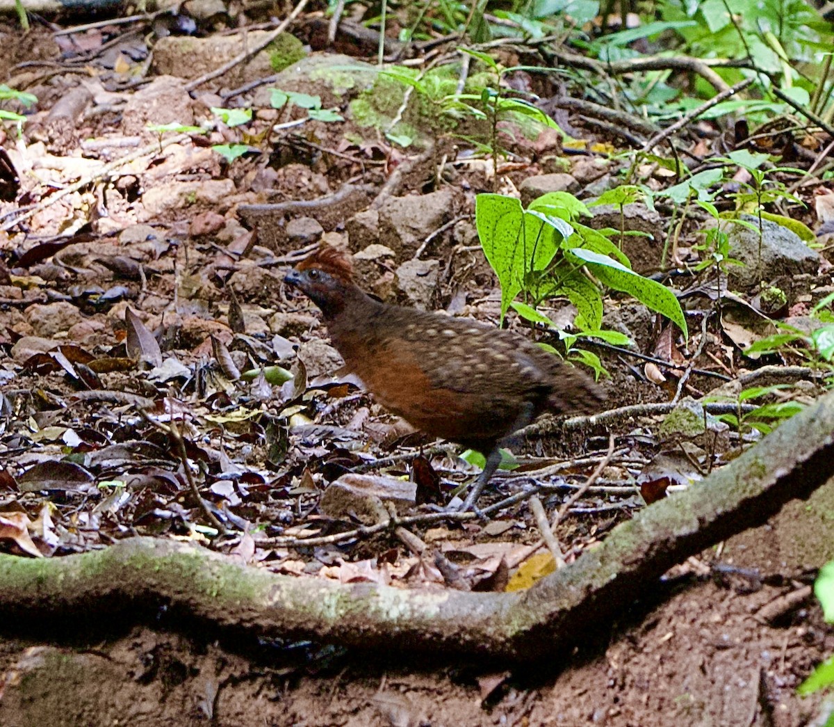 Black-eared Wood-Quail - ML643070902