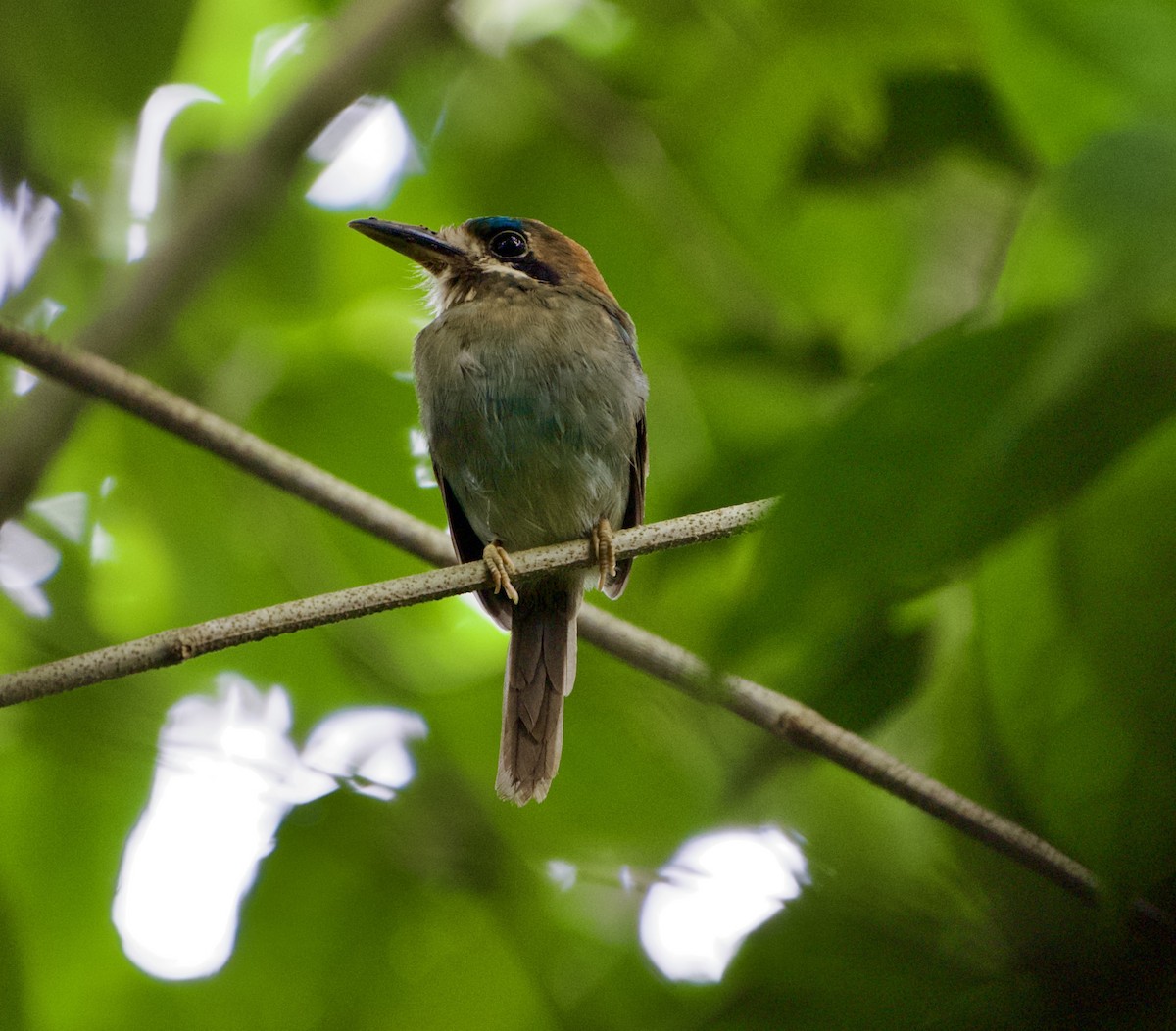 Tody Motmot - ML643070910