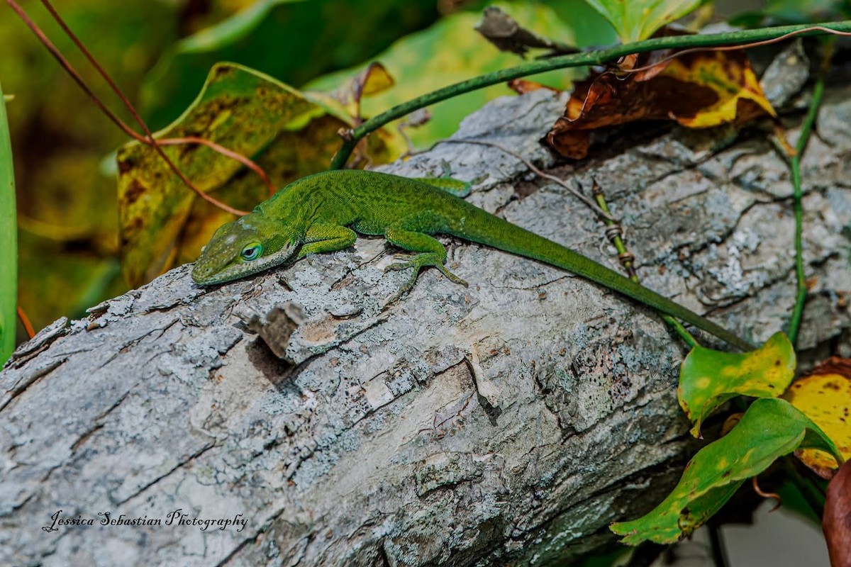 Green Anole - ML643070917