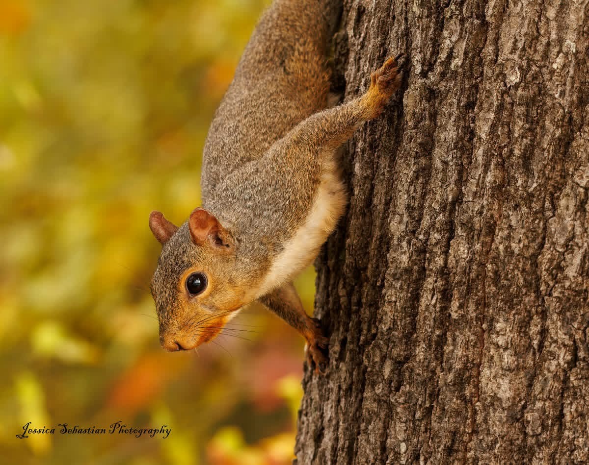 Mammals - ML643070918