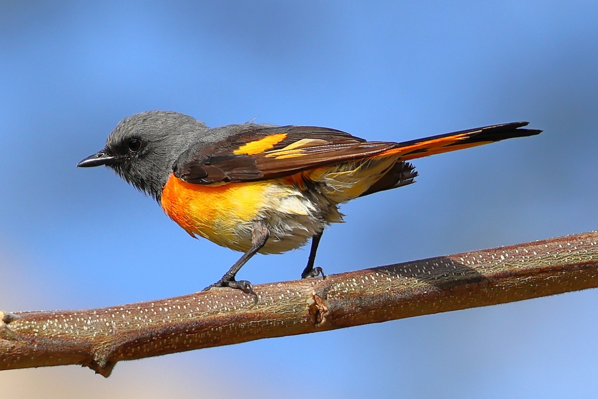 Small Minivet - ML643070927