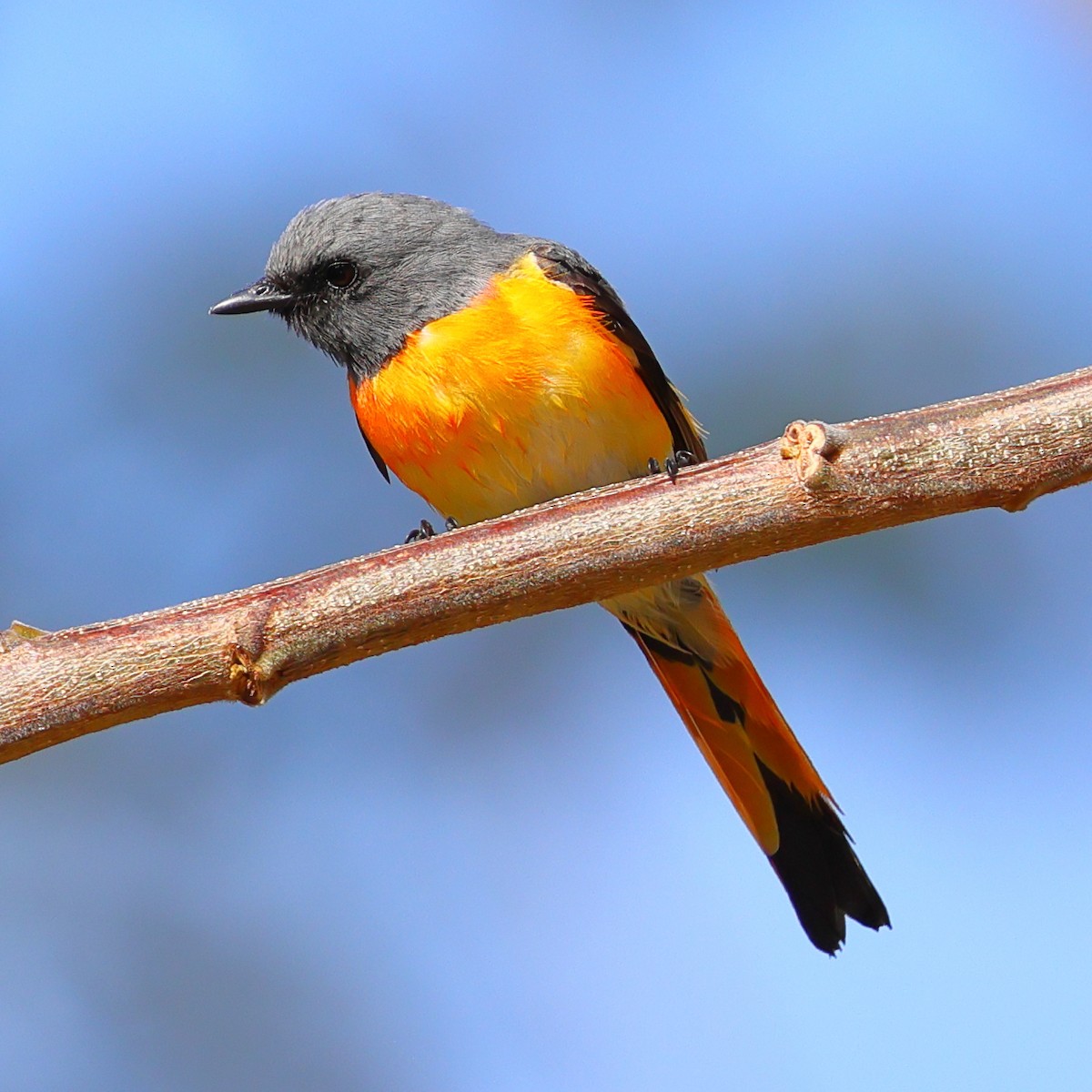 Small Minivet - ML643070934