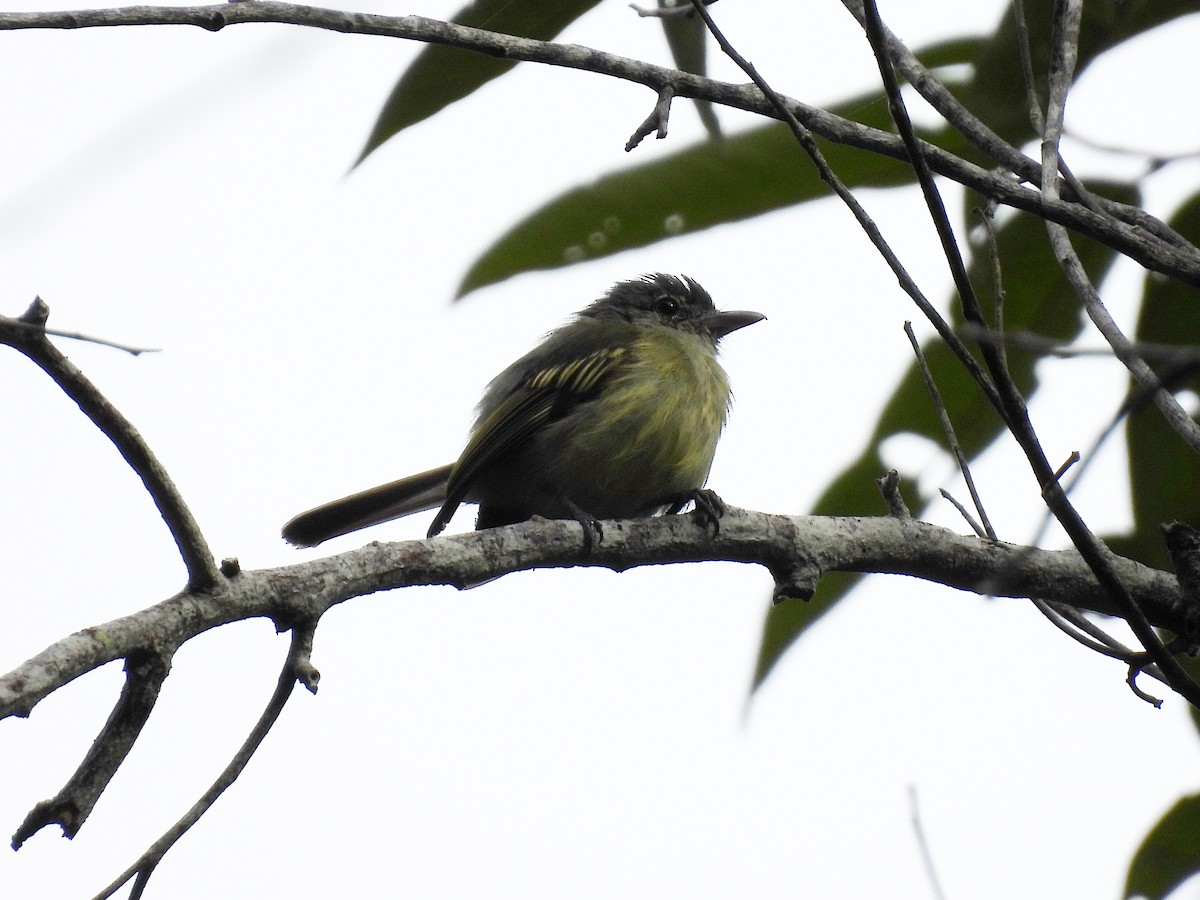 Yellow-winged Flatbill - ML643070943