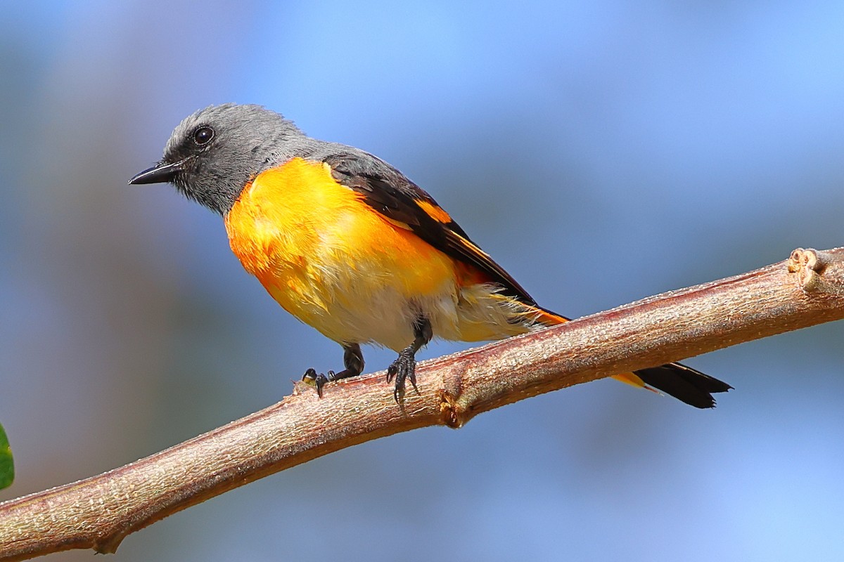 Small Minivet - ML643070947