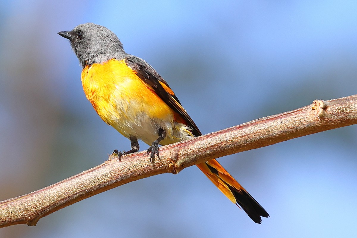 Small Minivet - ML643070948