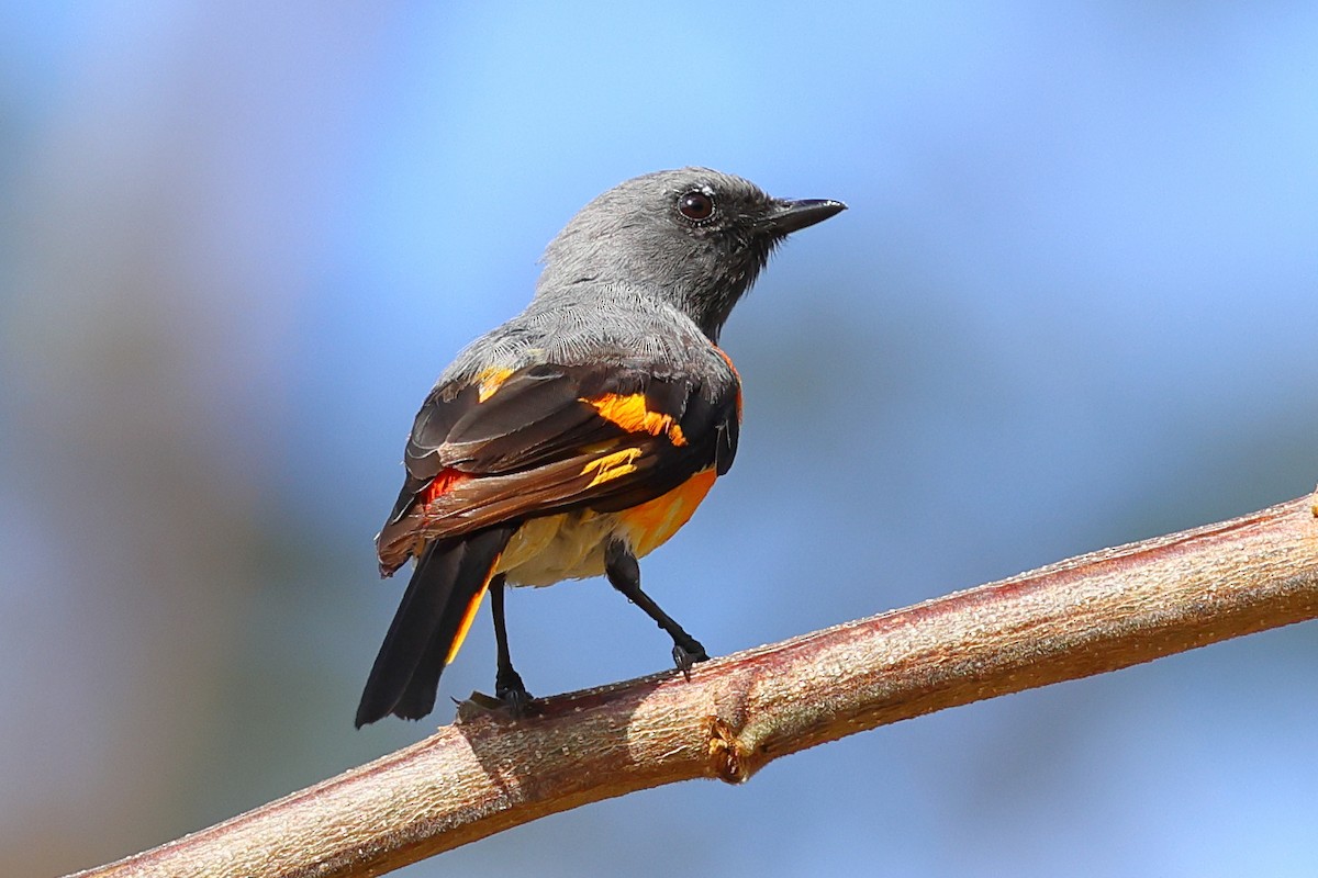 Small Minivet - ML643070949