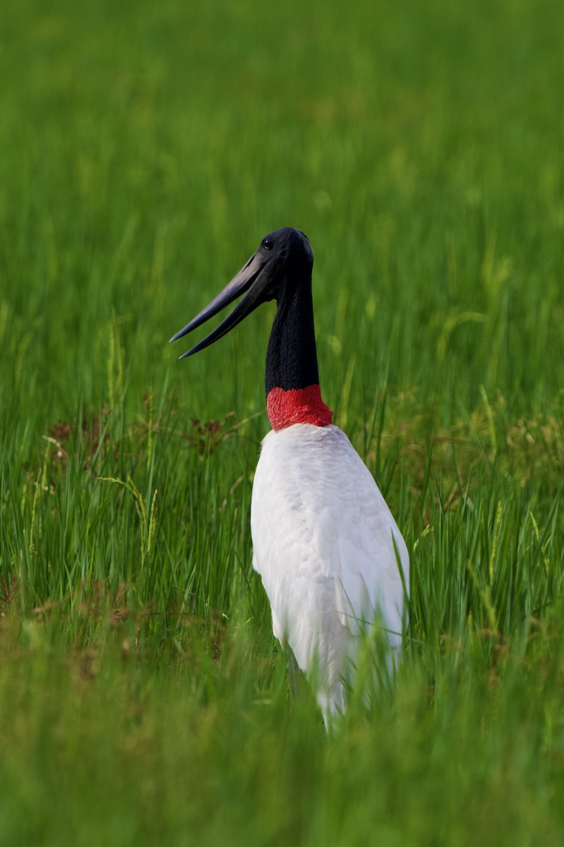 jabirustork - ML643070950