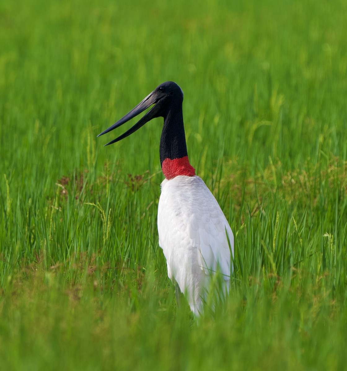 jabirustork - ML643070952