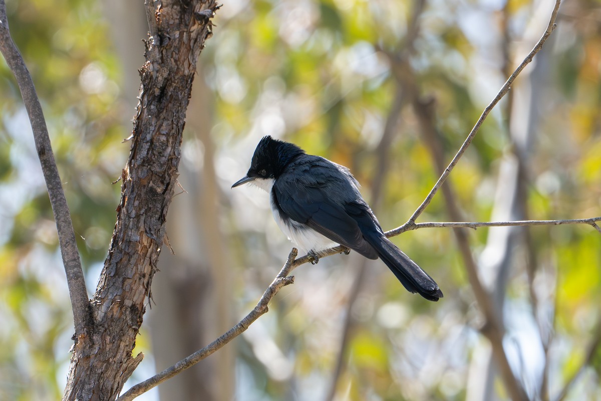 Міагра білогорла - ML643070957