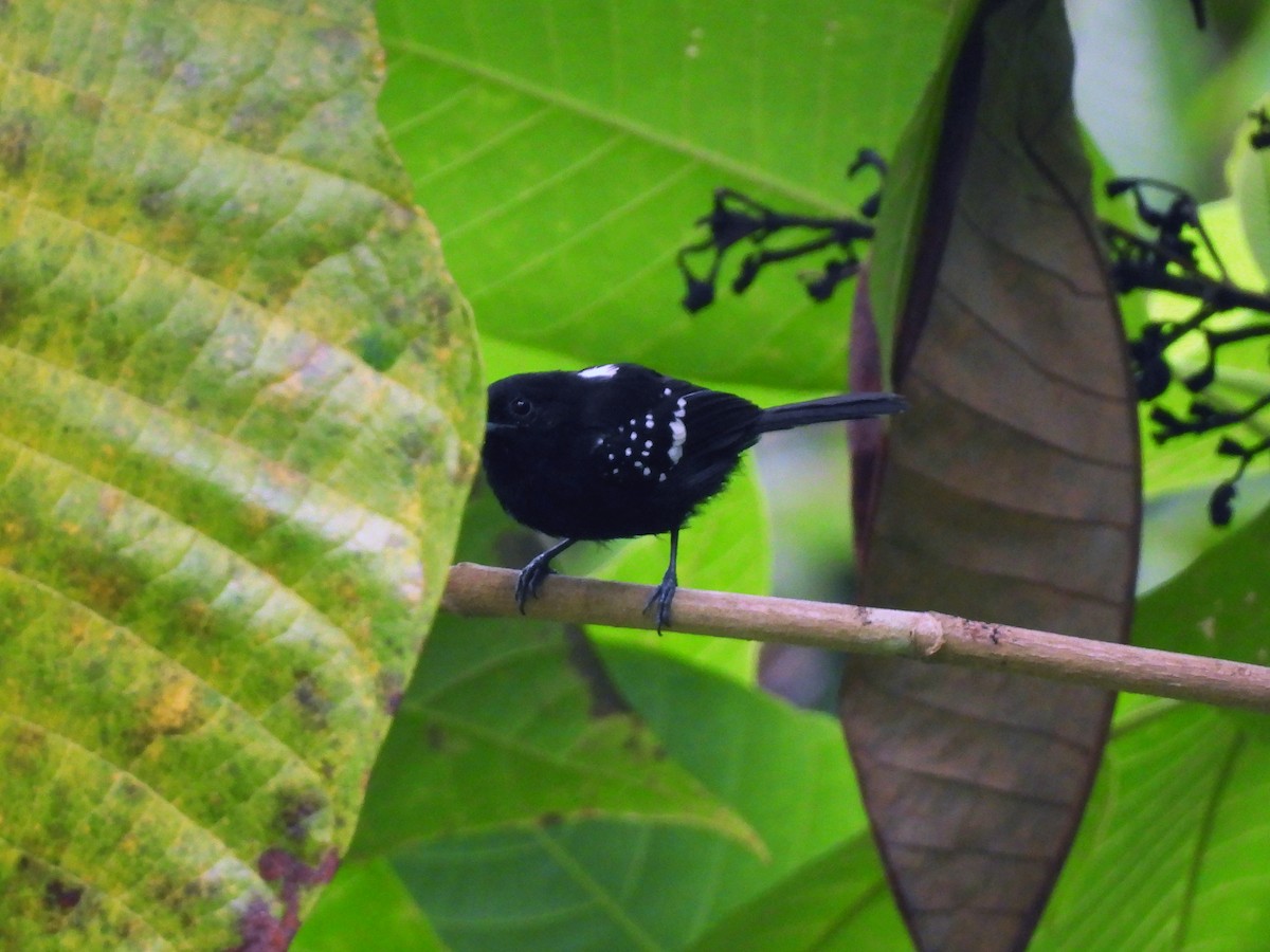 Dot-winged Antwren - ML643070965