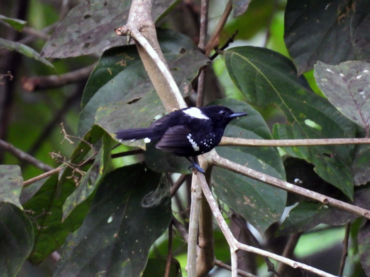 Dot-winged Antwren - ML643070966
