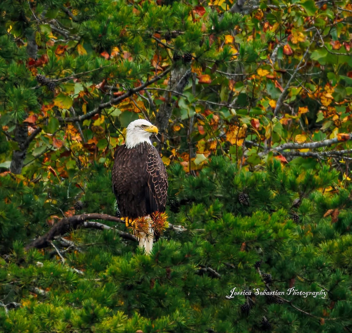 Bald Eagle - ML643070968