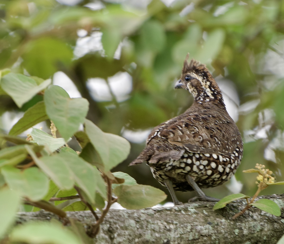 Spot-bellied Bobwhite - ML643070969