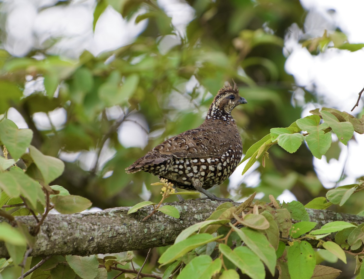 Spot-bellied Bobwhite - ML643070970