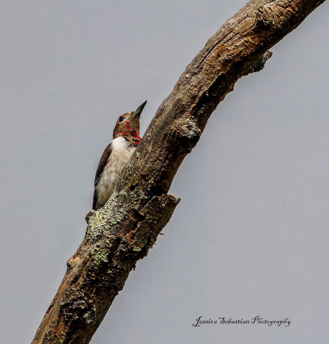 Red-headed Woodpecker - ML643070972