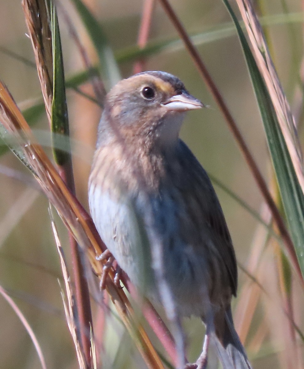 Nelson's Sparrow - ML643070973