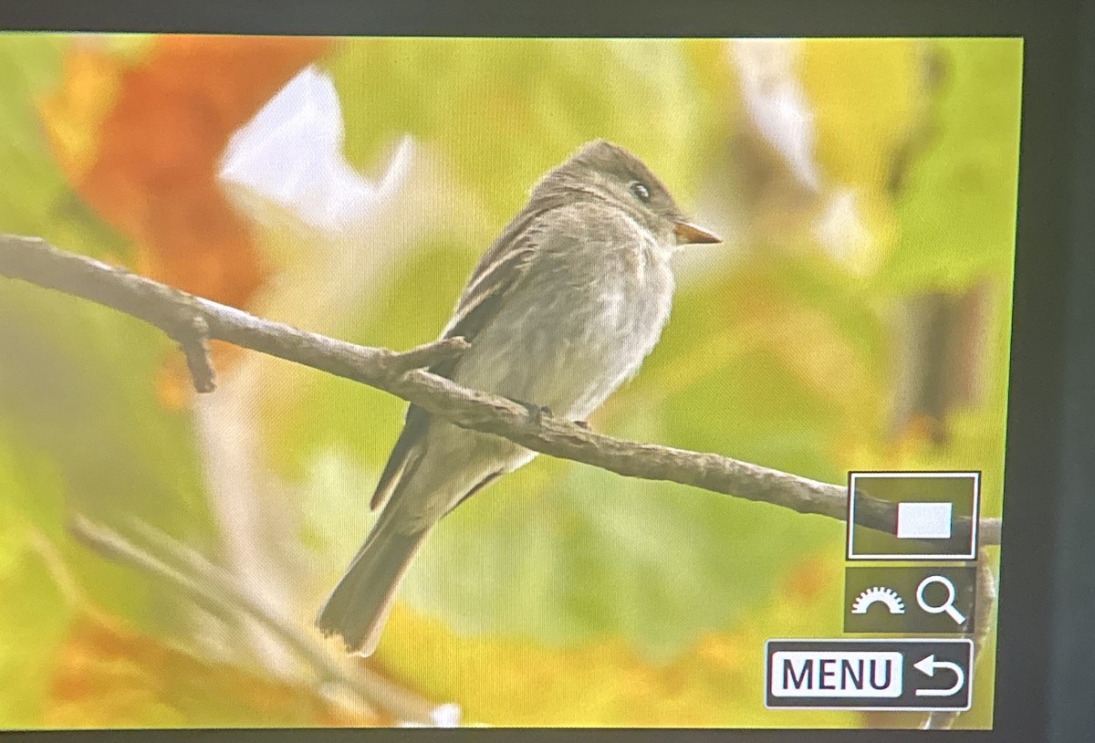 Eastern Wood-Pewee - ML643070976