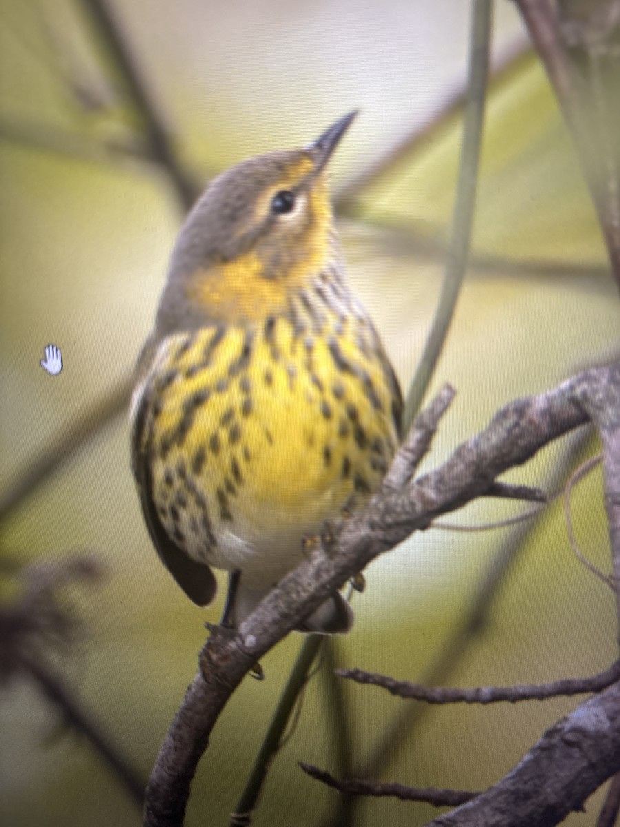 Cape May Warbler - ML643070980