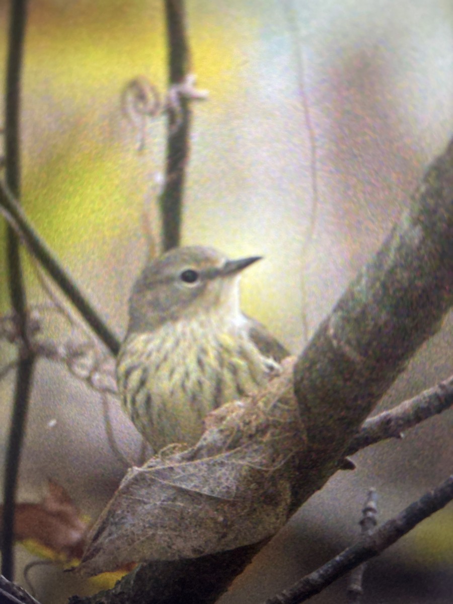 Cape May Warbler - ML643070981